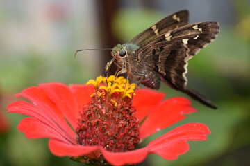 butterfly on flower sucking nectar