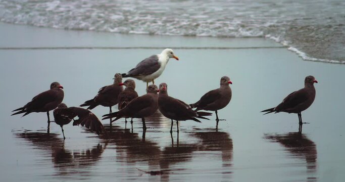 Flock of sea gulls on California beach in slow motion