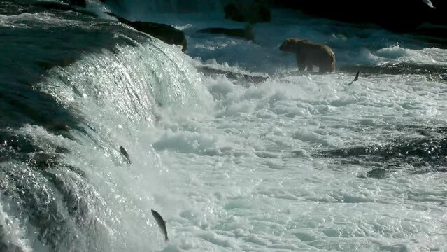 salmon fish jumping upstream and grizzly bear in distance, 2022
North America Wildlife and Nature, Brooks Falls - Katmai National Park, Alaska, 2022
