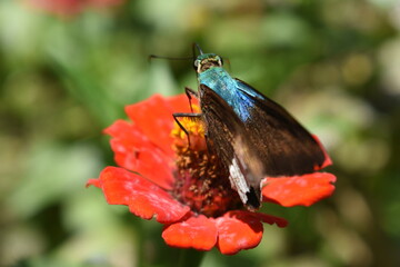 butterfly on flower - Powered by Adobe