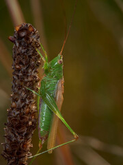 grasshopper on a leaf