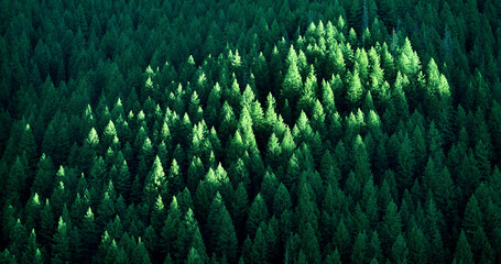 Lush Green Pine Trees Forest Growth with Sunlight © Lane Erickson