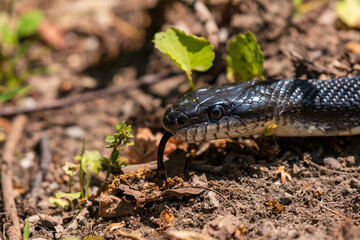 An eastern black rat snake closeup with his tongue out as he slithers across the ground in search for food. 