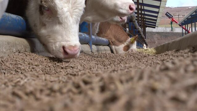 Close-up calves consuming feed.
Calves consuming feed in a modern cattle farm. Cute calves with pink lips are eating.  Simmental calves.
