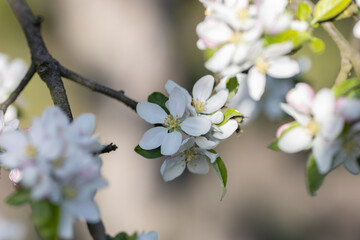kwiaty jabłoni wiosną - obrazy, fototapety, plakaty
