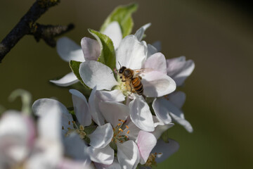 pszczoła zapylająca jabłoń - obrazy, fototapety, plakaty