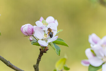 pszczoła zapylająca jabłoń - obrazy, fototapety, plakaty