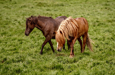 Two icelandic horses