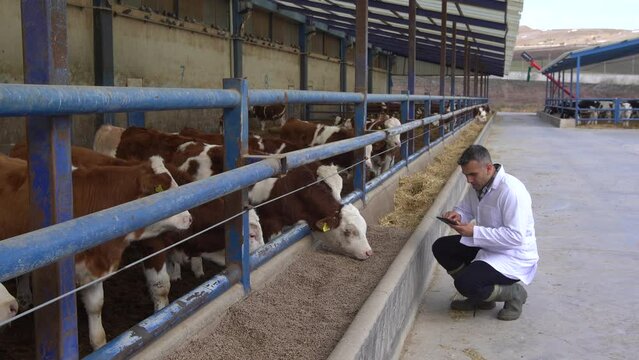 Veterinarian and calves.
The vet is checking the calves and taking notes on the tablet. Modern fattening farm.
