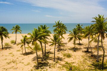 Fototapeta na wymiar Aerial drone of Sandy beach with palm trees and turquoise water. Sri Lanka.
