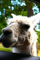 Llama Drama