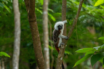 Cotton Top Tamarin (Saguinus oedipus) in Tayrona National Park