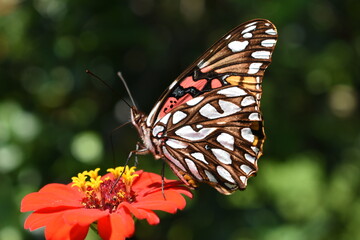 Obraz premium butterfly on flower seen from one side