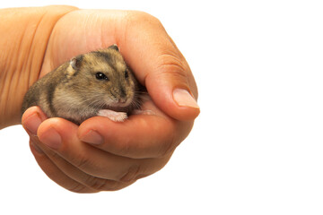 A small homely hamster in the hand of the hostess. 