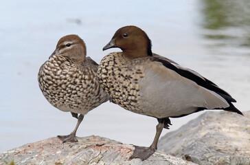 Australian wood ducks sitting on a rock near the water