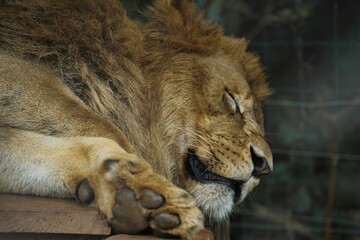 lion