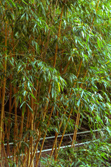 Bamboo stalks close-up in daylight.