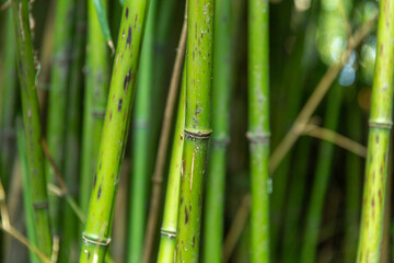 Bamboo stalks close-up in daylight.
