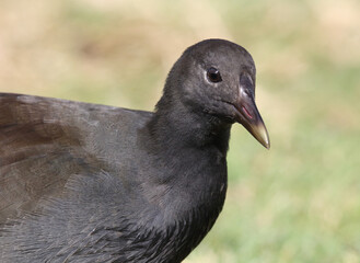 Close up portrait of a juvenile dusky moorhen bird in Australia