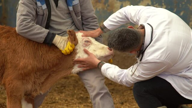 Veterinary calf treatment.
The veterinarian looks into the calf's eyes and examines it. Cattle breeding farm.
