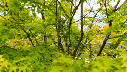 晴れた日の夏の緑の紅葉