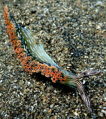 Costa Rica Pacific sea life