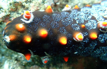 Costa Rica Pacific sea life