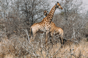 giraffe in the savannah