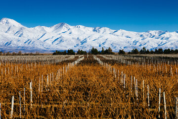 Landscape at Mendoza, Argentina, of a wine yard in winter with the Andes mountains covered of snow at background - obrazy, fototapety, plakaty