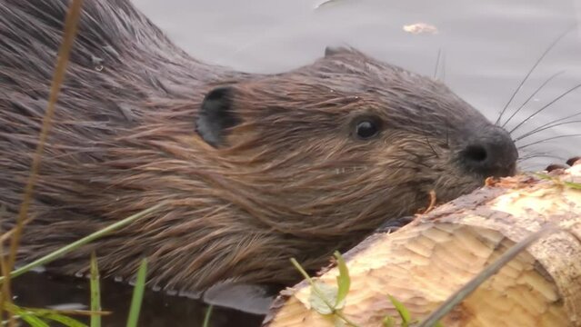 beaver eats bark in the river, Close up, Canada, 2022
North America nature and Beavers wildlife, global warming concept, Canada, 2022
