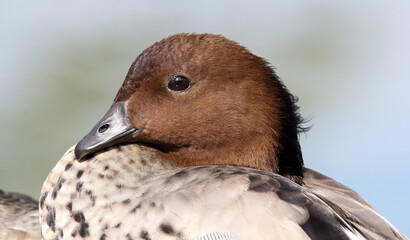 Close up portrait of an Australian wood duck bird near the water