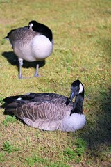 Canadian Goose