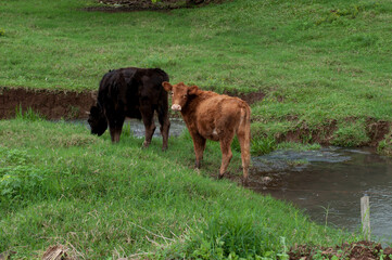 Fototapeta premium Cattle photography on a cloudy day