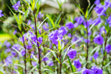 Mexican Petunia Reullia Simplex flowering grass ornamental plant close up of purple flowers in the garden