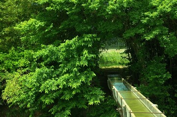 夏の水路
