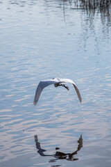 Fototapeta na wymiar Garza volando con las alas hacia abajo sobre el agua, pájaro blanco volando.
