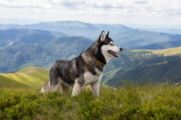 Grey Siberian husky dog enjoying the hiking in the mountains