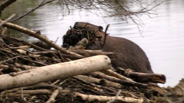 Beaver work Hard carrying organic beaver upright on two legs
North America nature and Beavers wildlife, global warming concept, Canada, 2022
