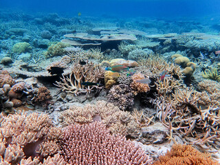 Naklejka na ściany i meble Indonesia Anambas Islands - Colorful coral reef with tropical fish