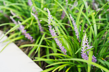 Macro Royal purple liriope muscari flowering border grass in stone garden bed full bloom pollinator...