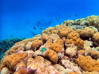Fototapeta na wymiar Indonesia Anambas Islands - Colorful coral reef with tropical fish