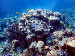 Naklejka na ściany i meble Indonesia Anambas Islands - Colorful coral reef with tropical fish