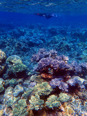 Indonesia Anambas Islands - Women snorkeling in coral reef