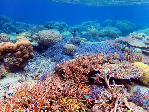 Indonesia Anambas Islands - Colorful coral reef with tropical fish