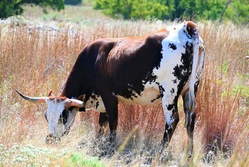 Free range longhorn