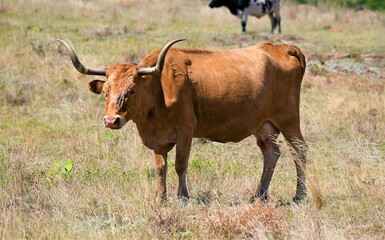 Free range longhorn