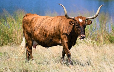 Free range longhorn