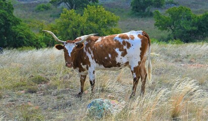 Free range longhorn