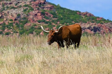 Free range longhorn