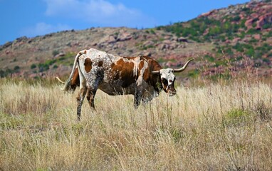 Free range longhorn